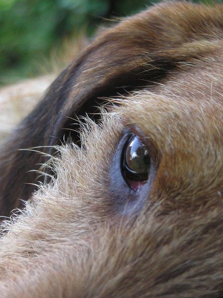 Oog van Kobus