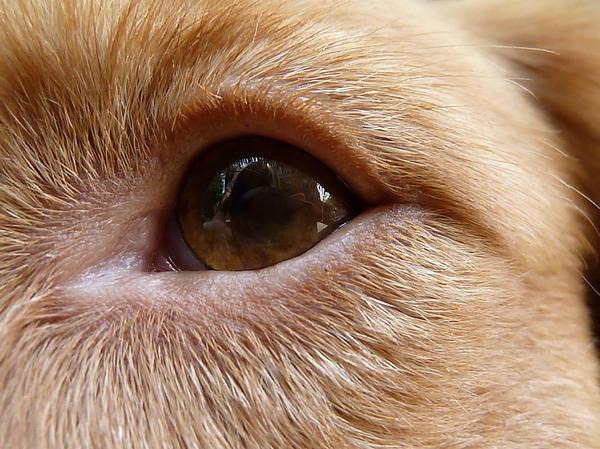 robbie's oog