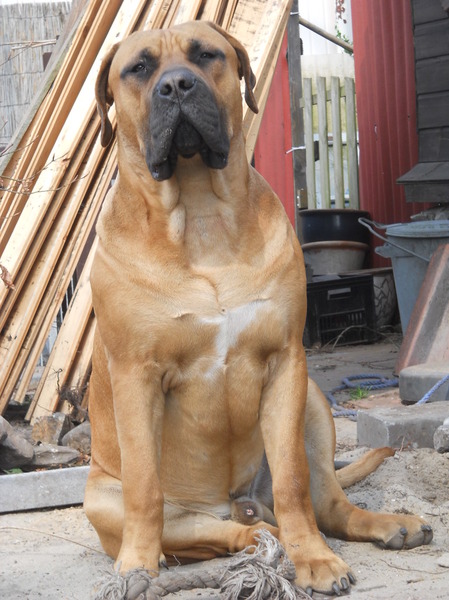 Boerboel