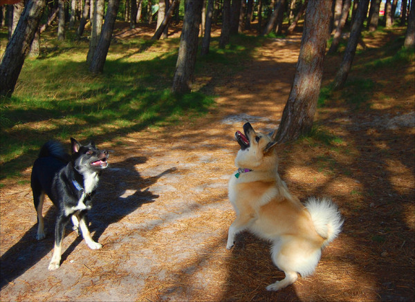 Like father like son