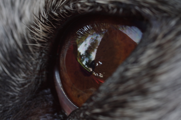 Wolfie' oog