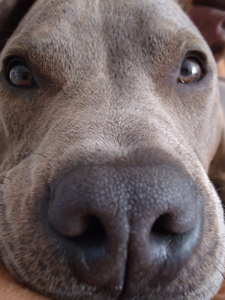 close up neus