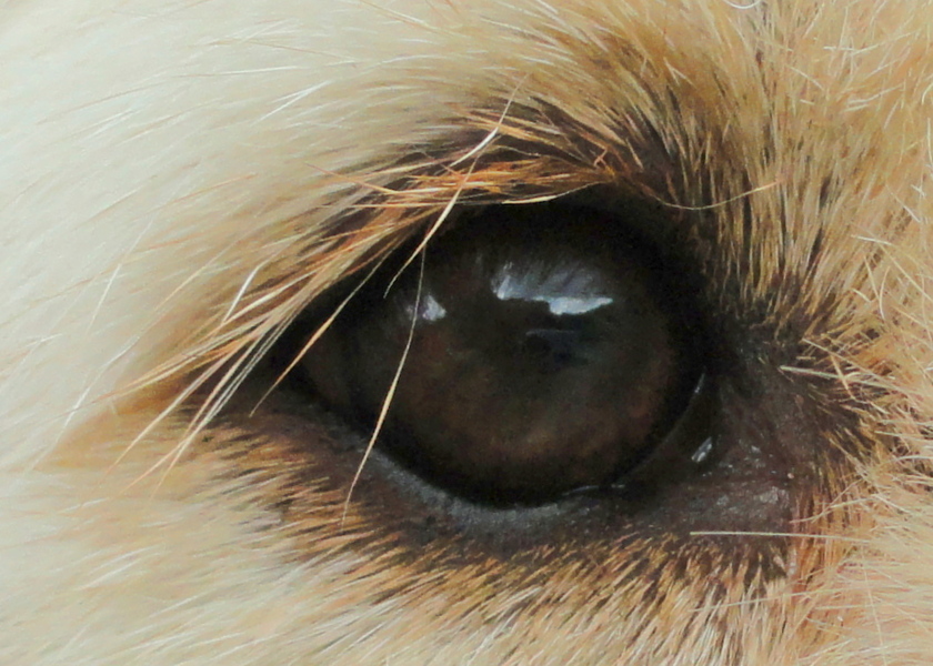 Close-up van Matchy's oog