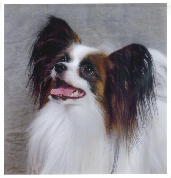 Roastarry's Papillons