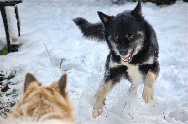 Wolf of Ijslandse hond?