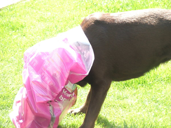 de onderkant van de zak brokken...