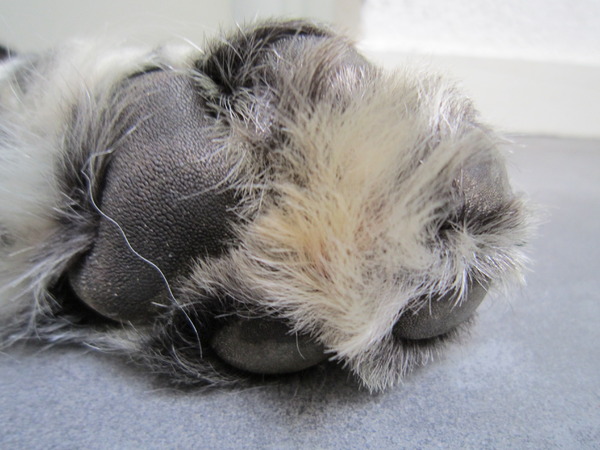 Nog een keer Sam z'n poot