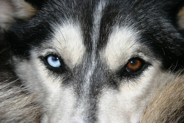 ogen van Husky Torque