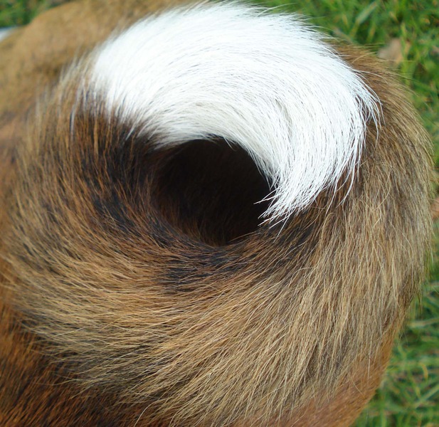 Het strakke krulletje van de Basenji!
