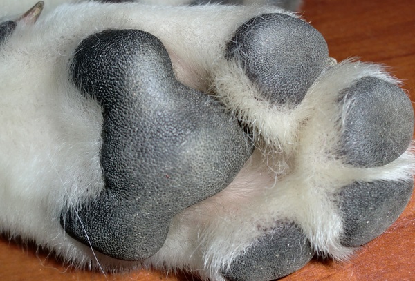 Voetje van kyra als pup