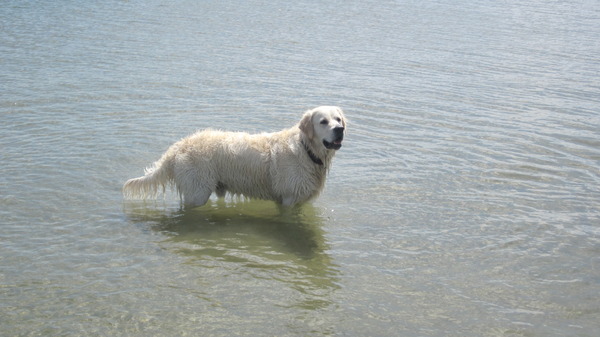 Golden Retriever