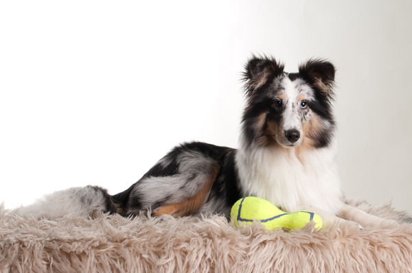 Sheltie