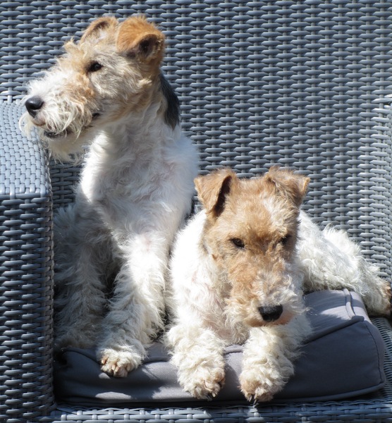 Foxterrier, draadhaar