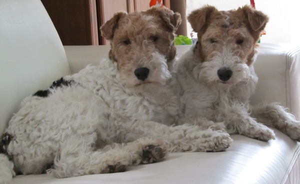 Foxterrier, draadhaar