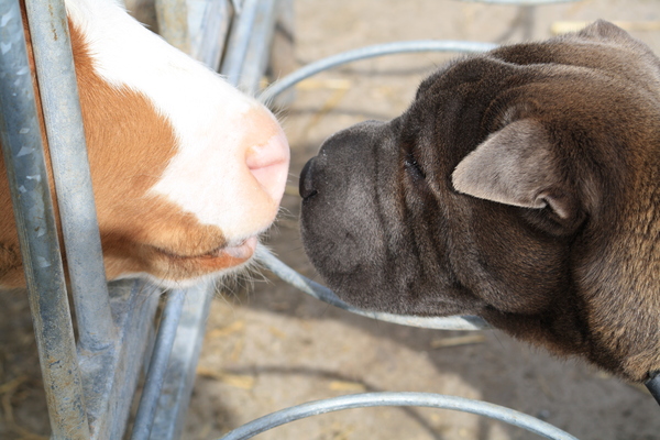 ...het Kalfje en de Pei!  Wie ben jij?