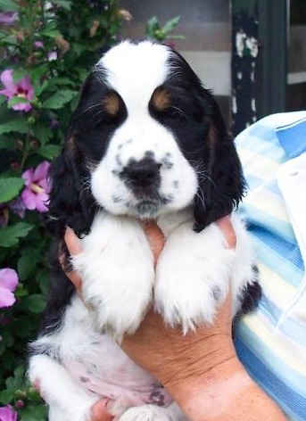 Engelse Cocker Spaniel