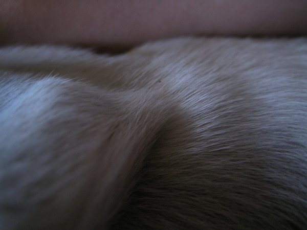 Zijn pluimpje aan zijn elleboog