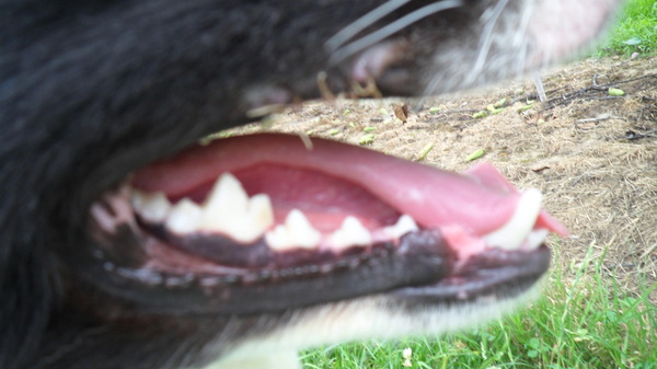 yacko zijn 5 draadjes