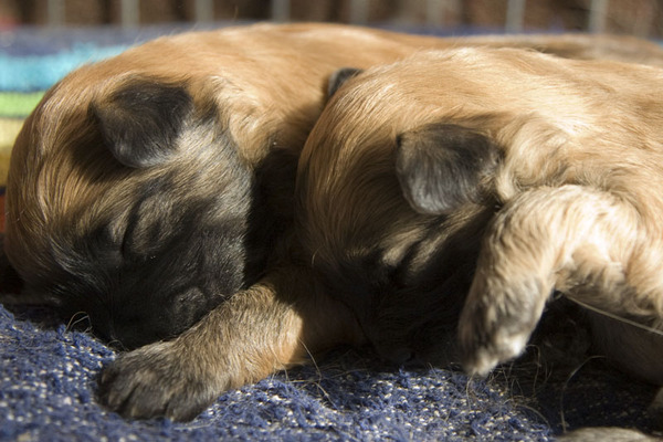 Des Aimables Diables