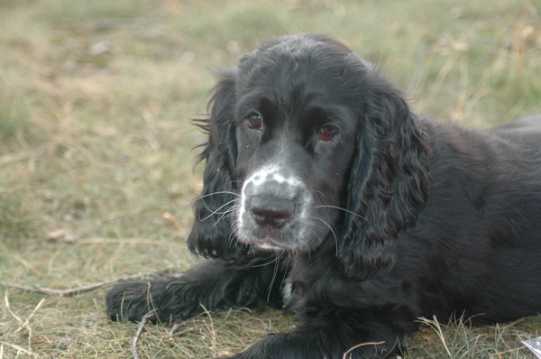 Engelse Cocker Spaniel