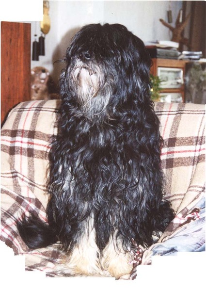 Cao da Serra de Aires