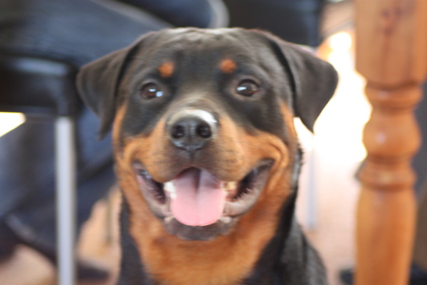 Rottweiler