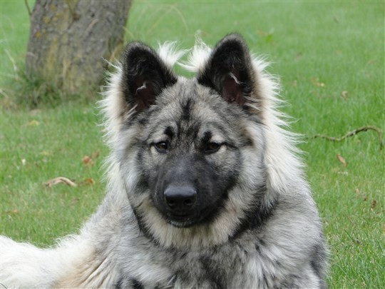 Shiloh Shepherd