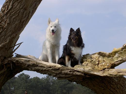 De lentevogeltjes van de familie Meijvogel