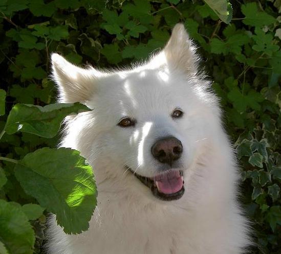 Bamse lacht om het voorjaar