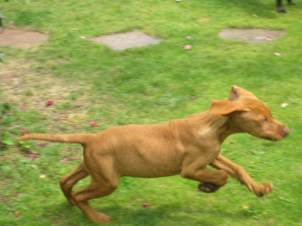 Vizsla (Hongaarse staande hond)