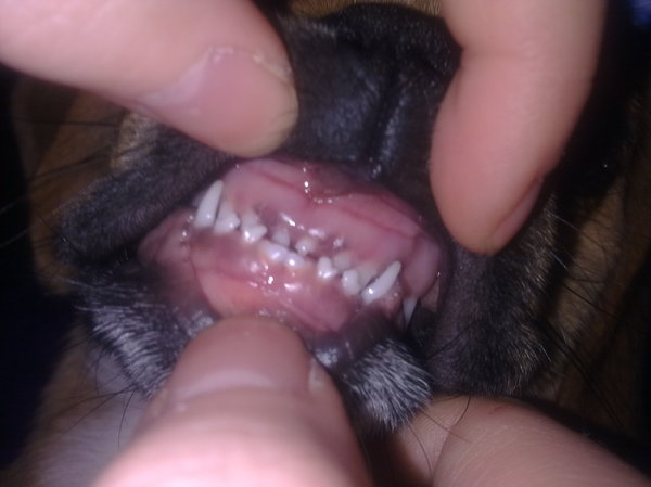 Pukkie haar eerste nieuwe tandjes