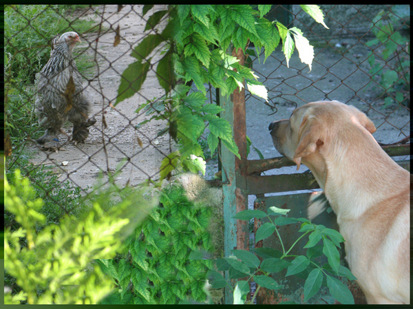 sushi kijkt naar.... de  kippetjes 