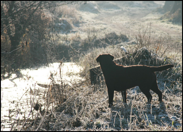 kijken naar.. de winterpracht