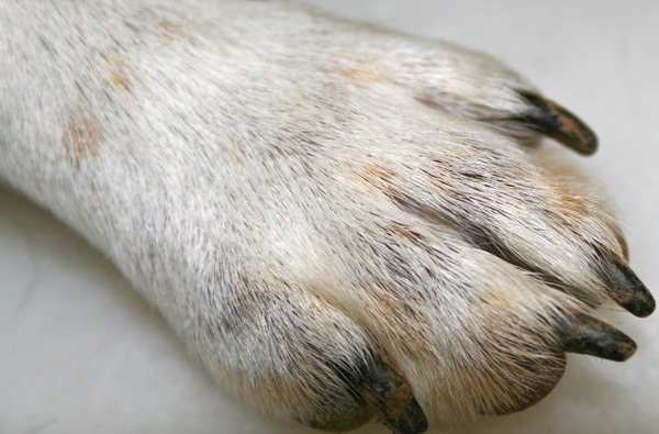 Het pootje van Chanel