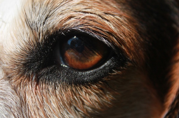 Roxy haar oog