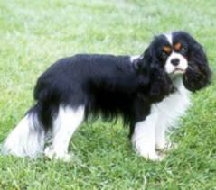 Cavalier King Charles Spaniel