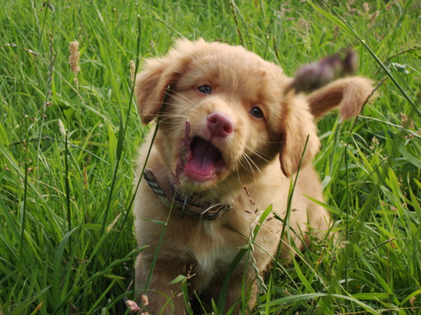 Nova Scotia Duck Tolling Retriever