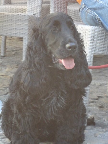 Engelse Cocker Spaniel