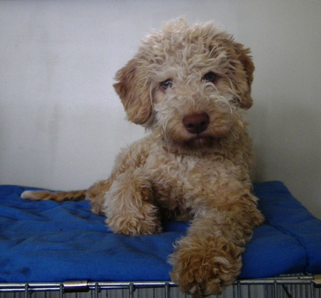 Lagotto Romagnolo