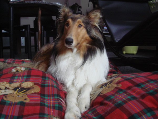 Schotse Herdershond, Langhaar