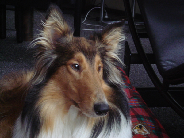 Schotse Herdershond, Langhaar