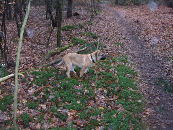 smoke de vogel jager.