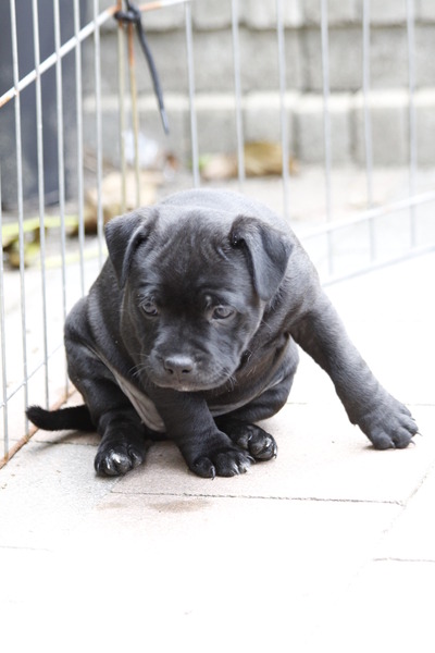 Staffordshire Bull Terrier