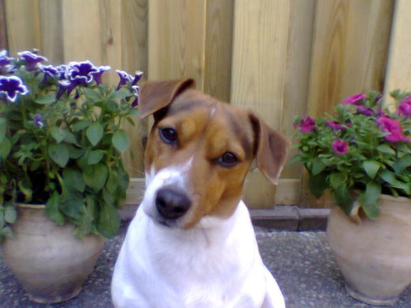 Jack Russell Terrier