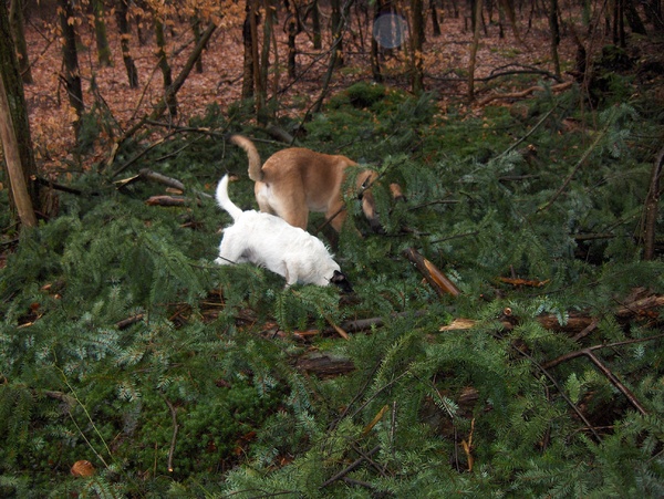 De terrors smoke & axxoe.