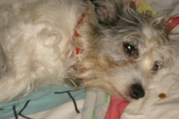 Jack Russell Terrier