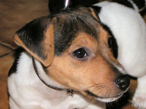 Jack Russell Terrier