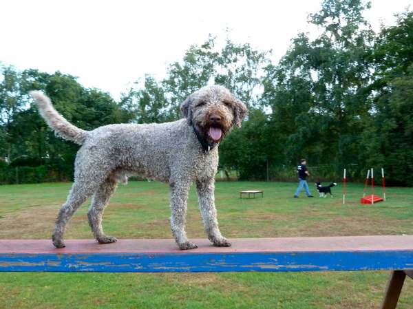 Lagotto Romagnolo