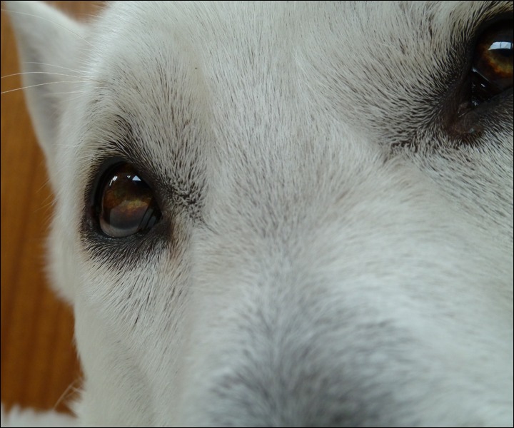 Hoe bedoel je baasje?