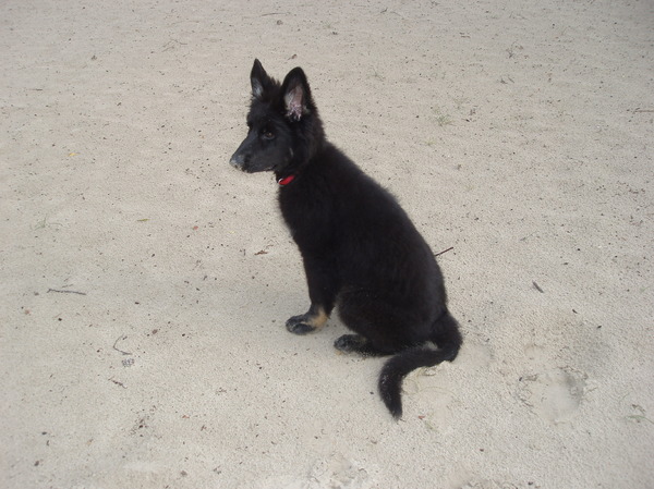 Oud Duitse Herdershond